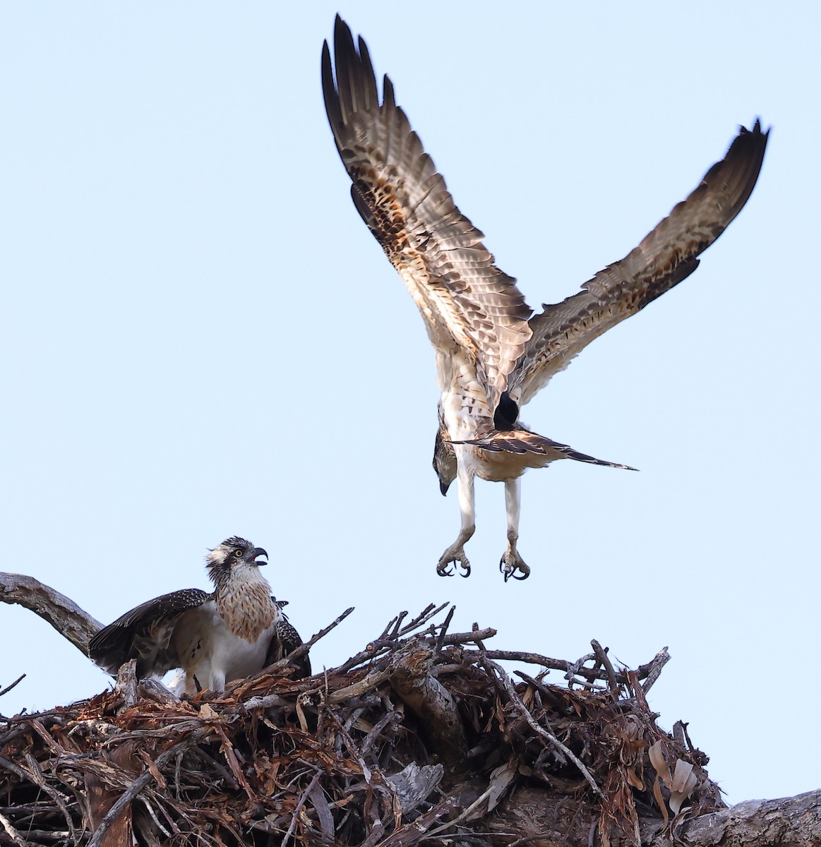 Osprey (Australasian) - ML623656248