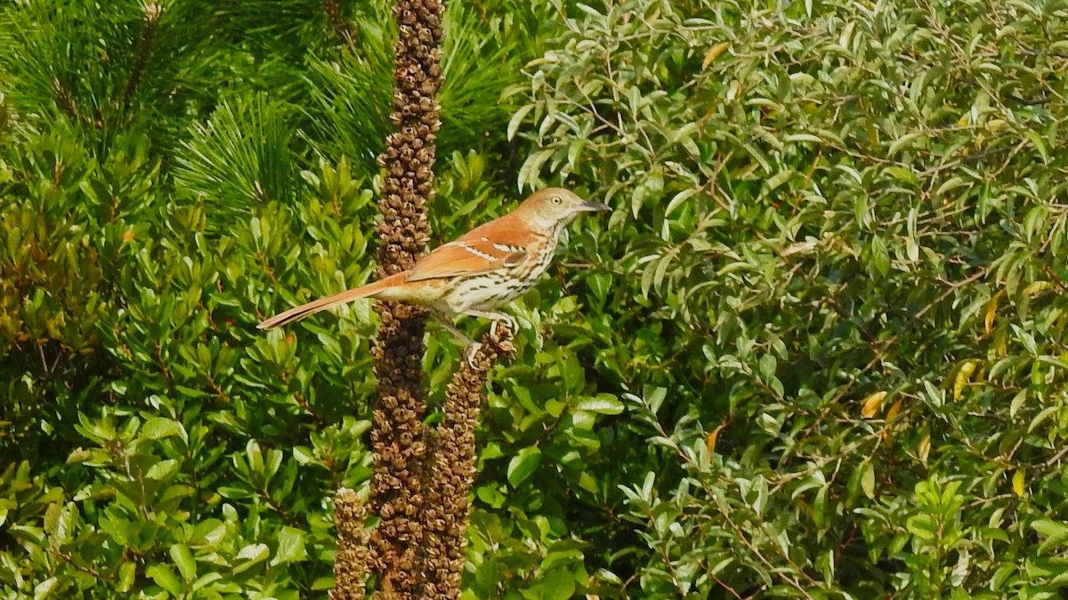 Brown Thrasher - Vincent Glasser