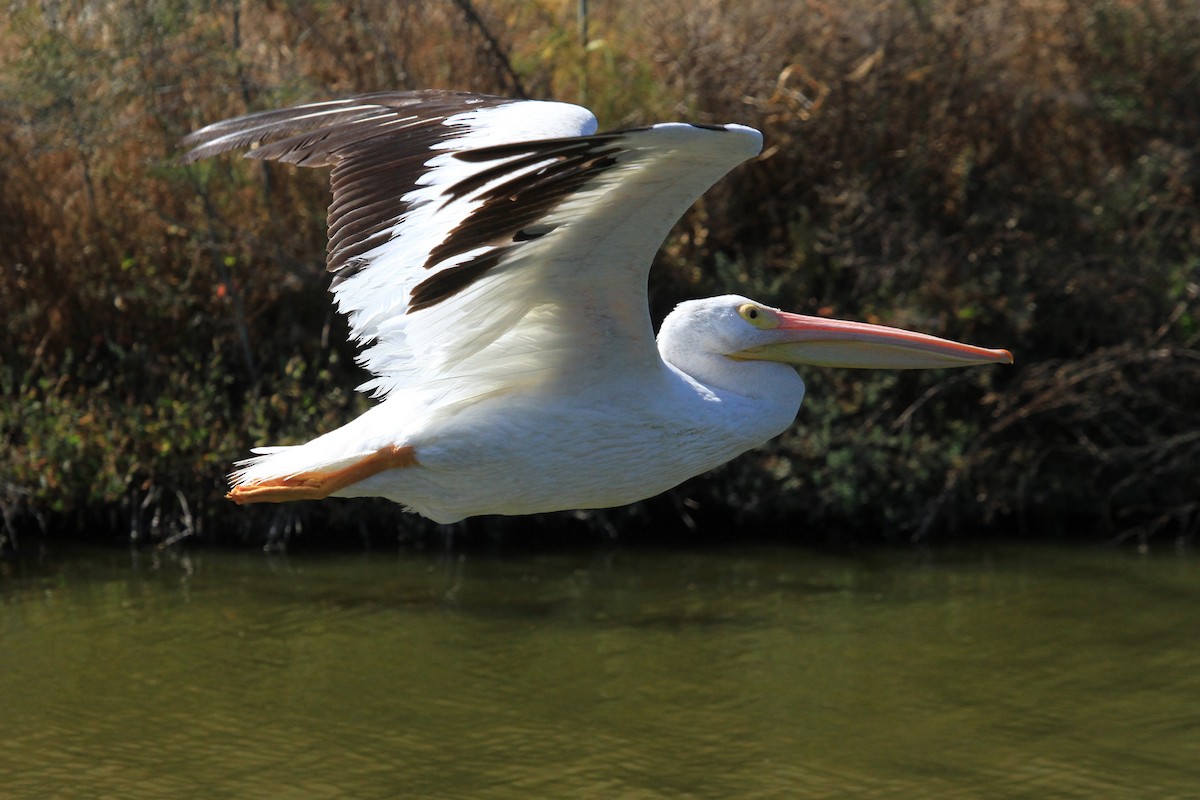 American White Pelican - ML623656270