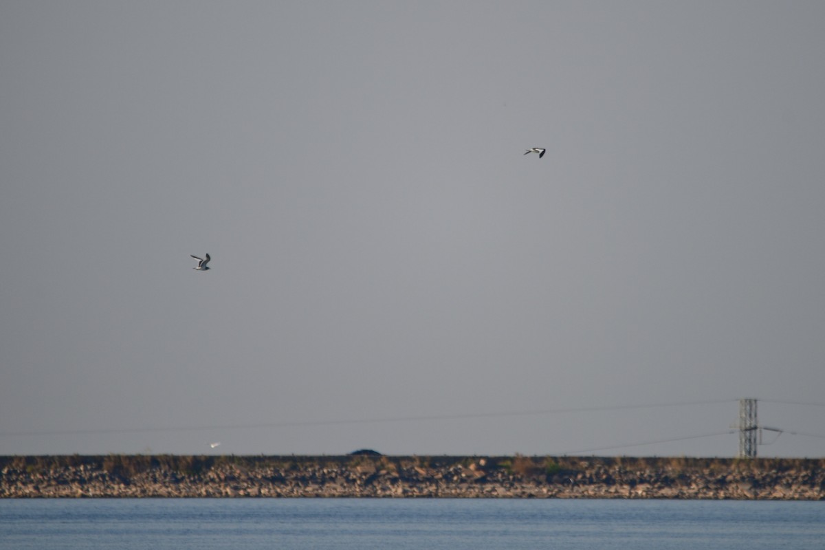 Sabine's Gull - ML623656274