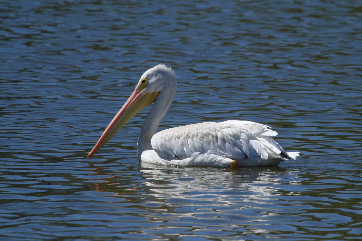 American White Pelican - ML623656275