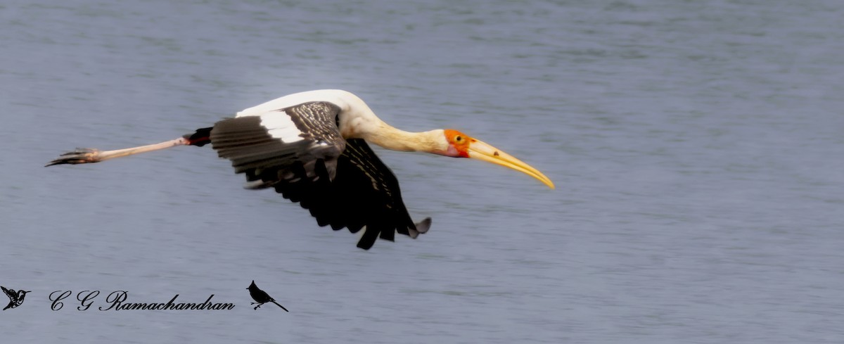 Painted Stork - ML623656302