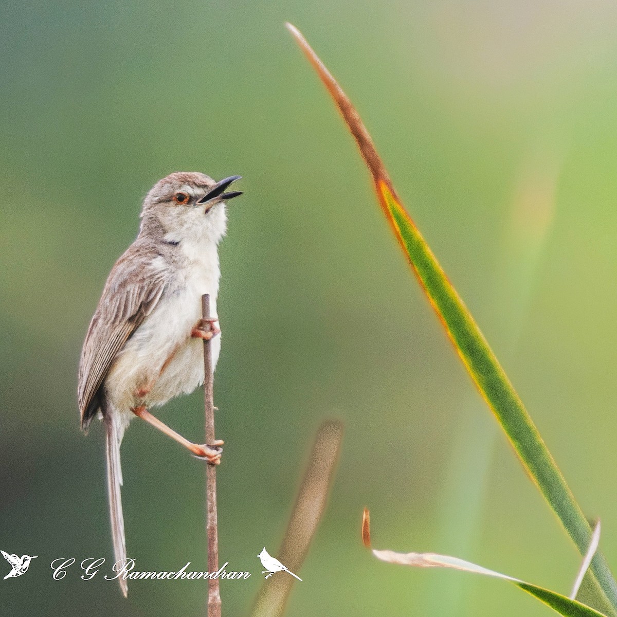 Plain Prinia - ML623656314