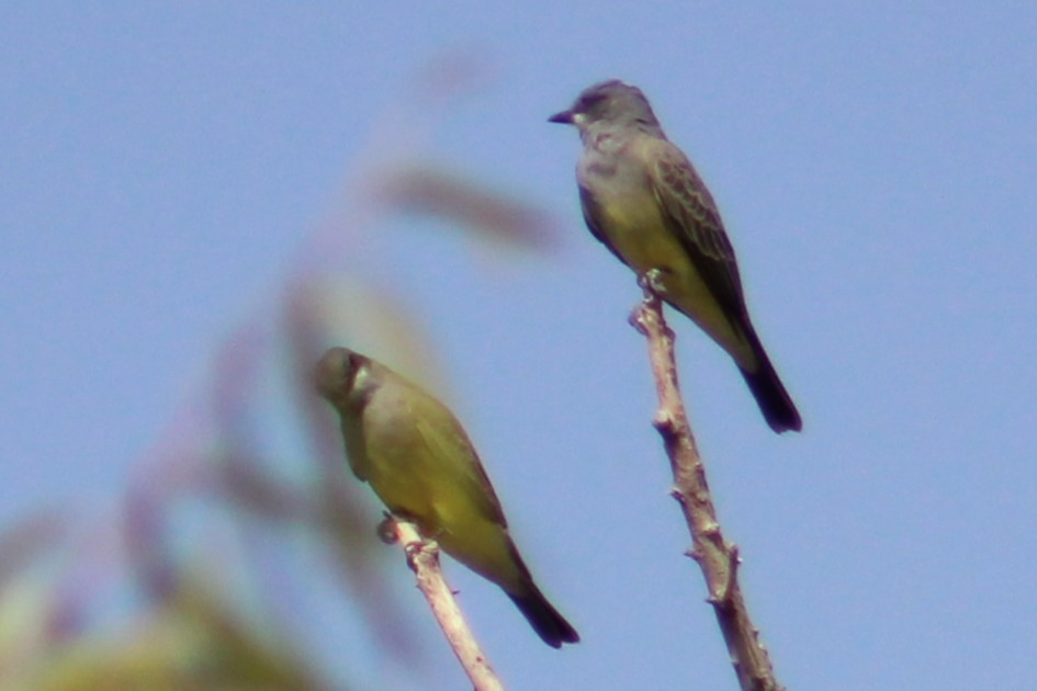 Cassin's Kingbird - ML623656323