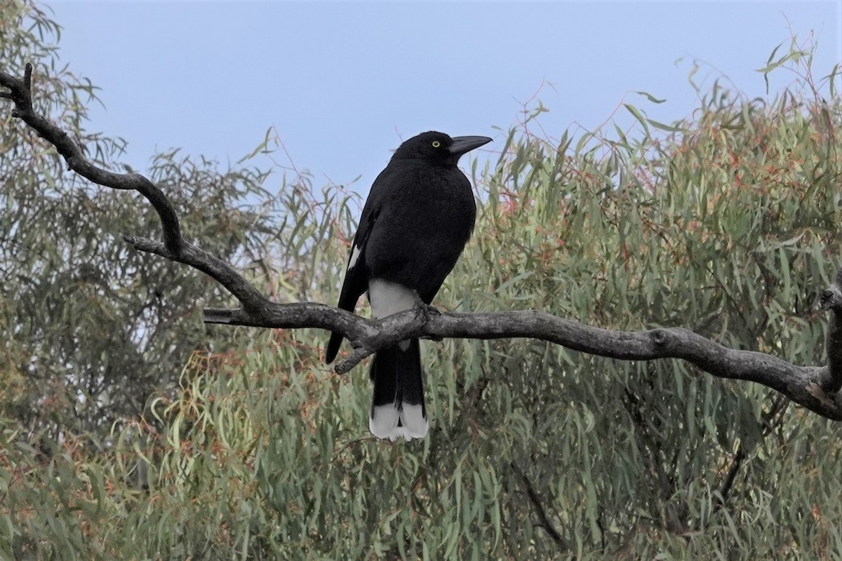 Pied Currawong - ML623656335