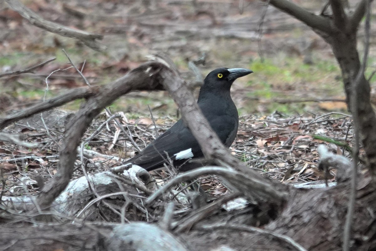 Pied Currawong - ML623656336