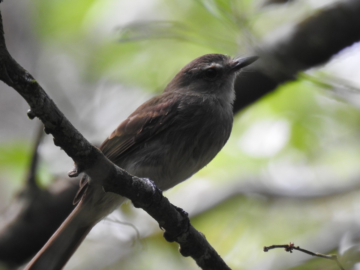 Fuscous Flycatcher - ML623656360