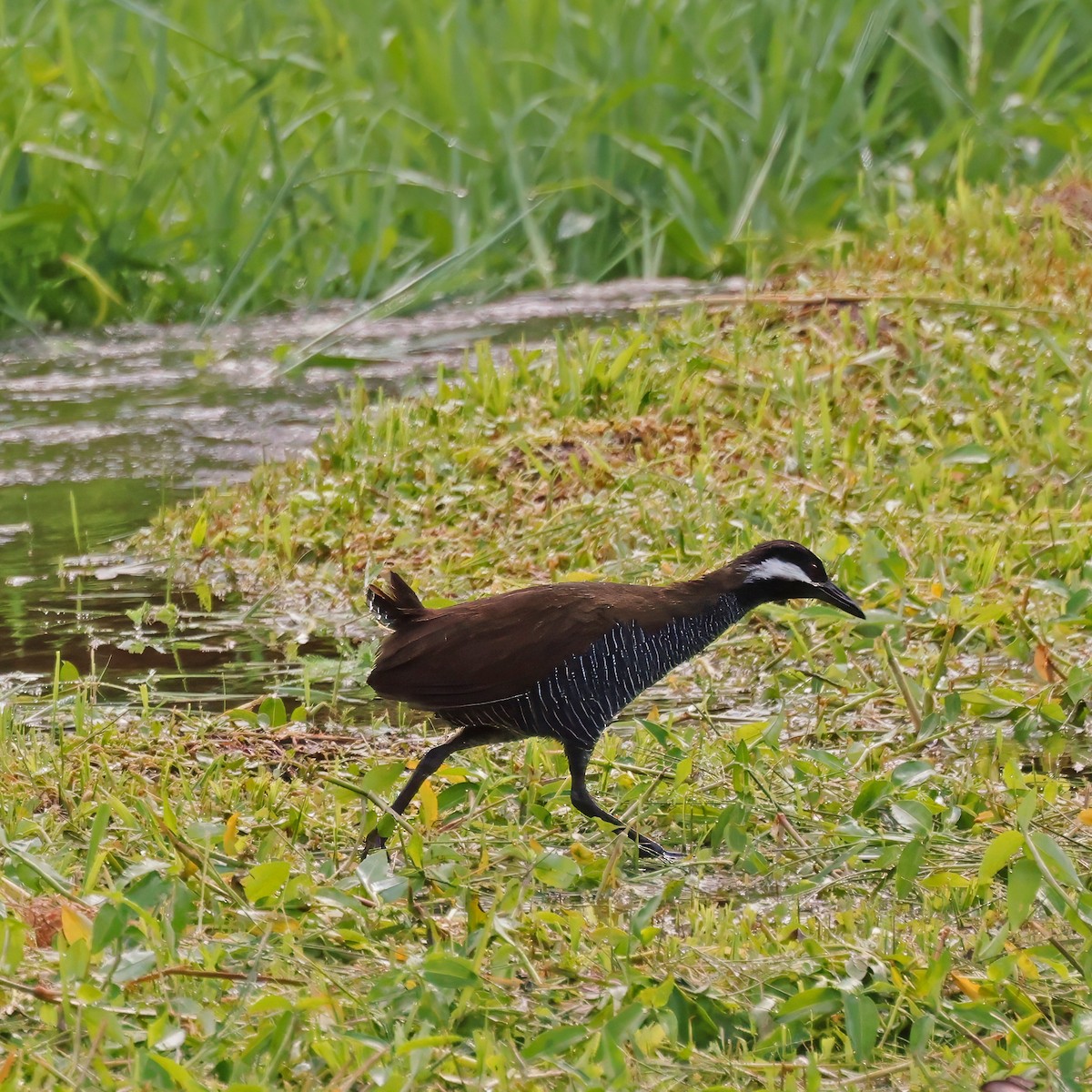 Barred Rail - ML623656401