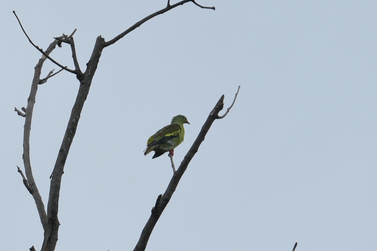 Thick-billed Green-Pigeon - ML623656533