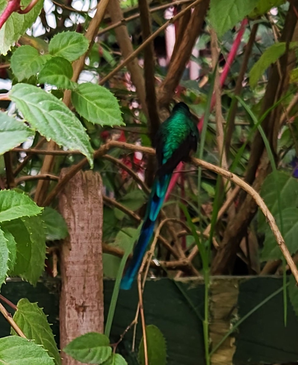 Long-tailed Sylph - ML623656569