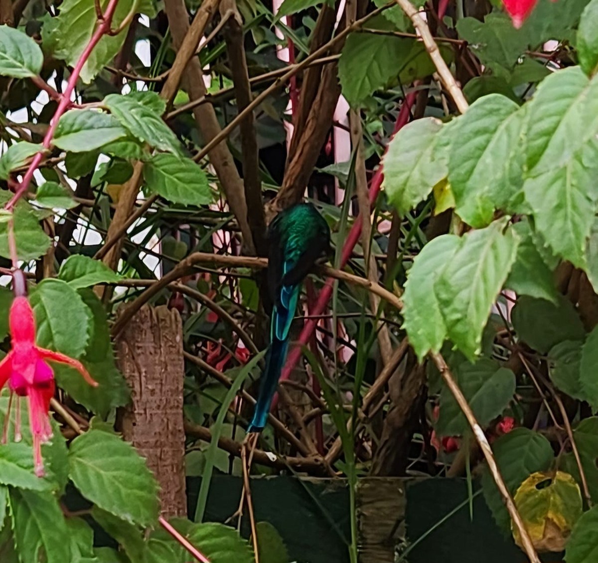 Long-tailed Sylph - ML623656571