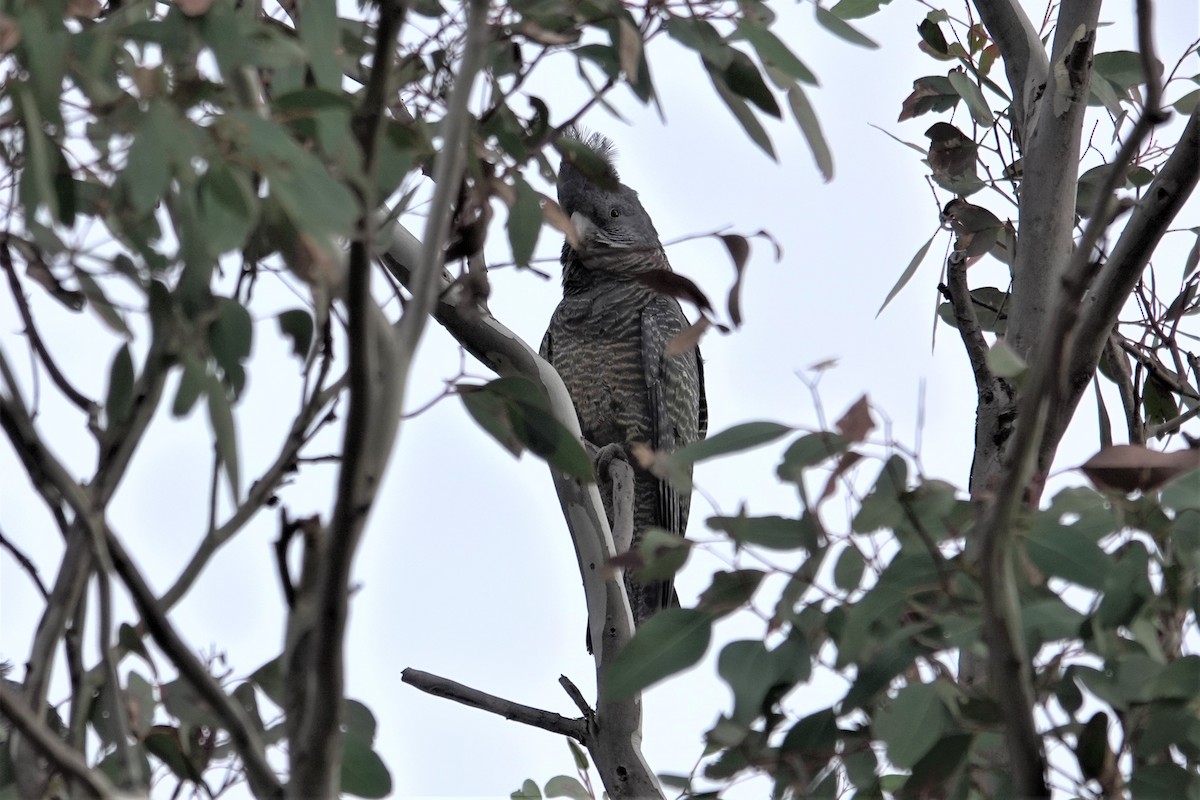 Gang-gang Cockatoo - ML623656576