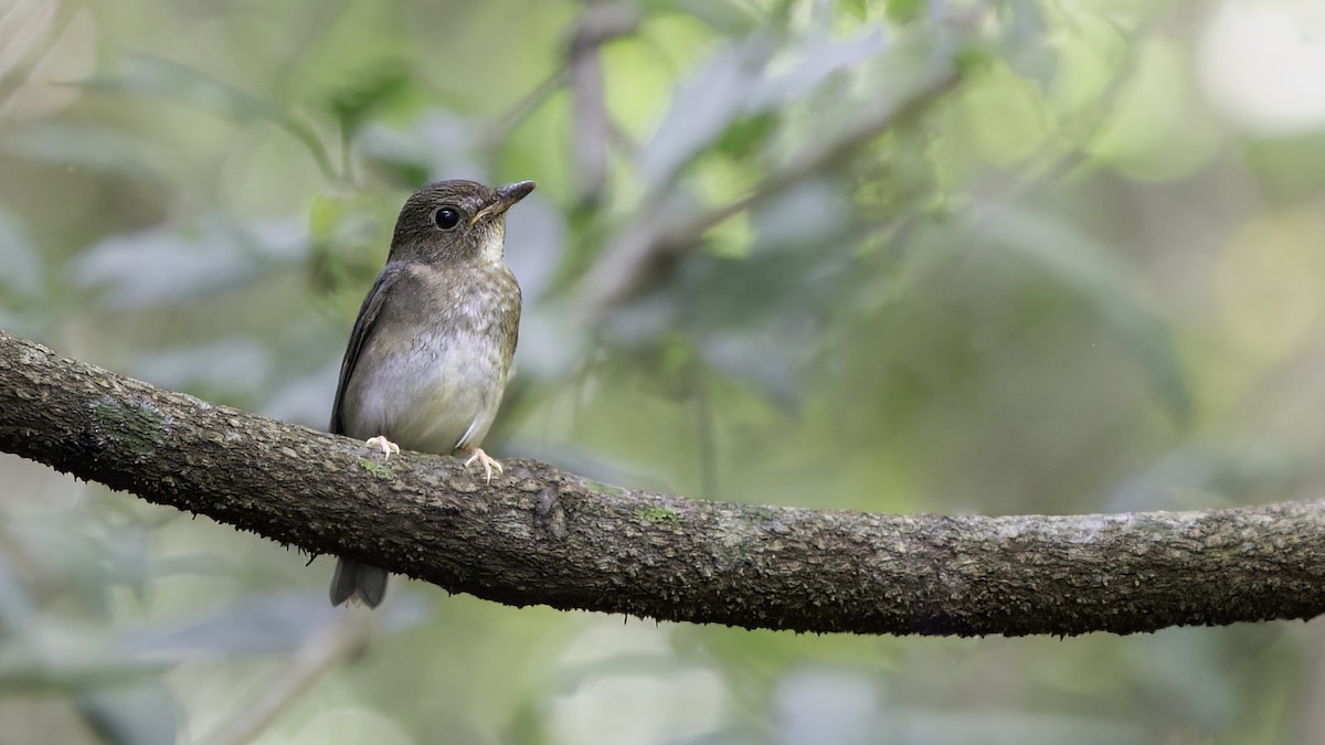 Brown-chested Jungle Flycatcher - ML623656615