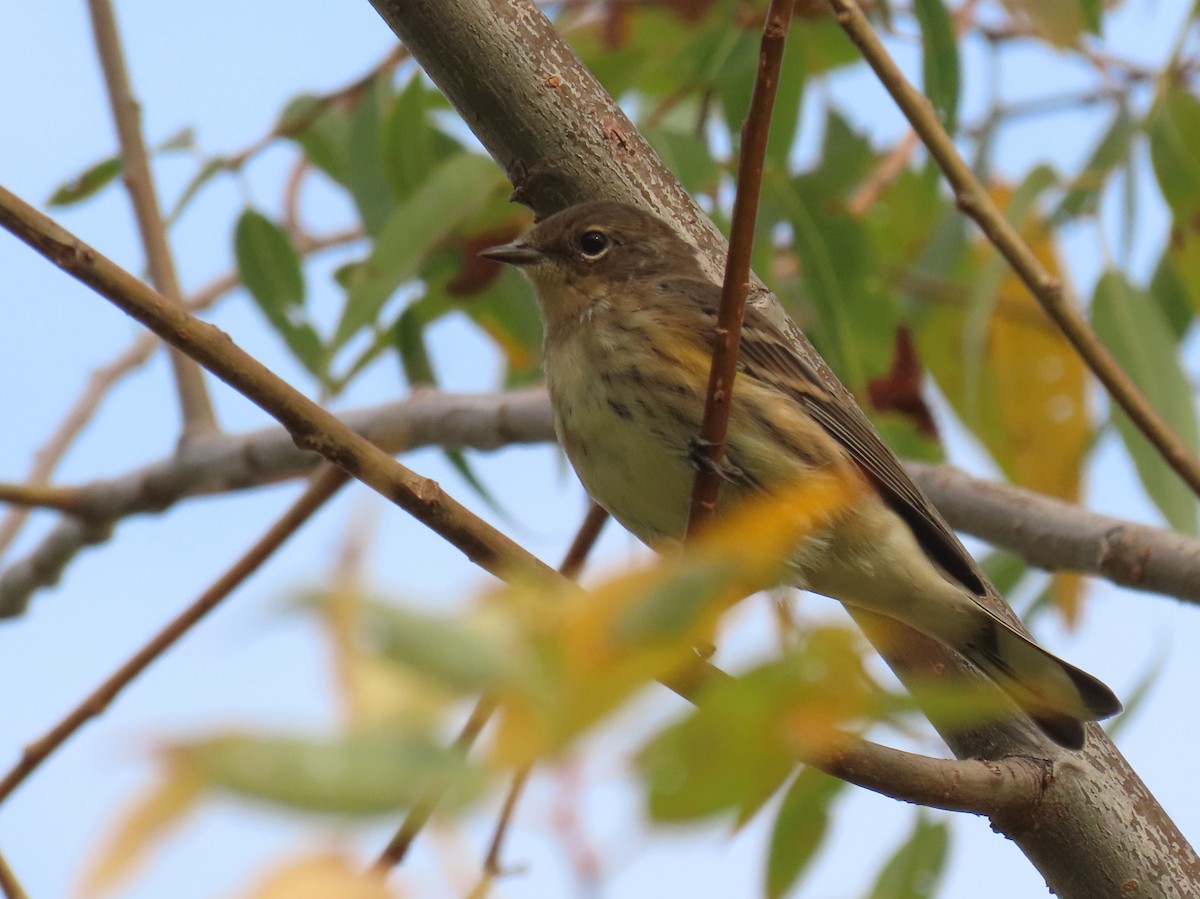 Yellow-rumped Warbler - ML623656621