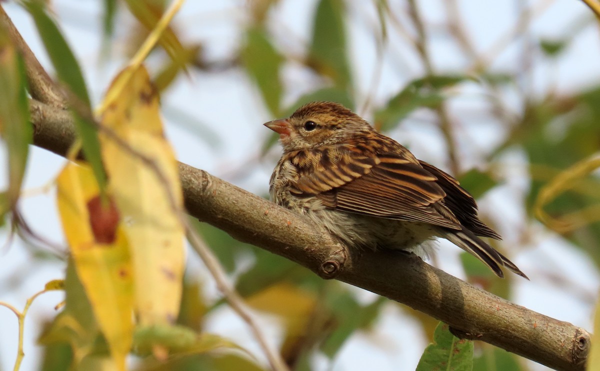 Chipping Sparrow - ML623656623