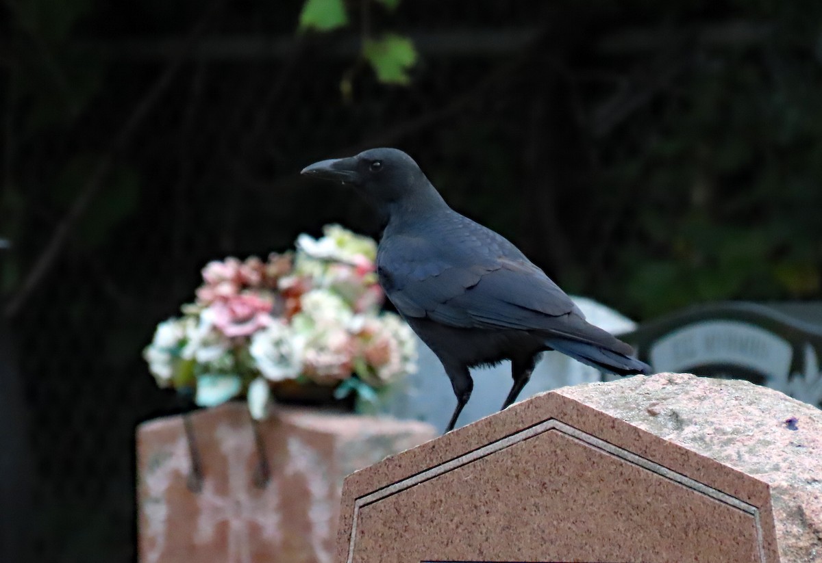 American Crow - Nathalie L. COHL 🕊