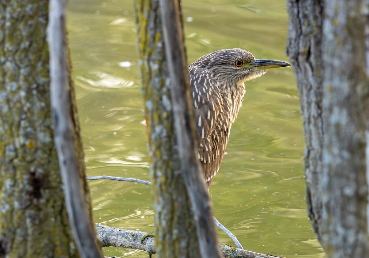 Black-crowned Night Heron - ML623656629