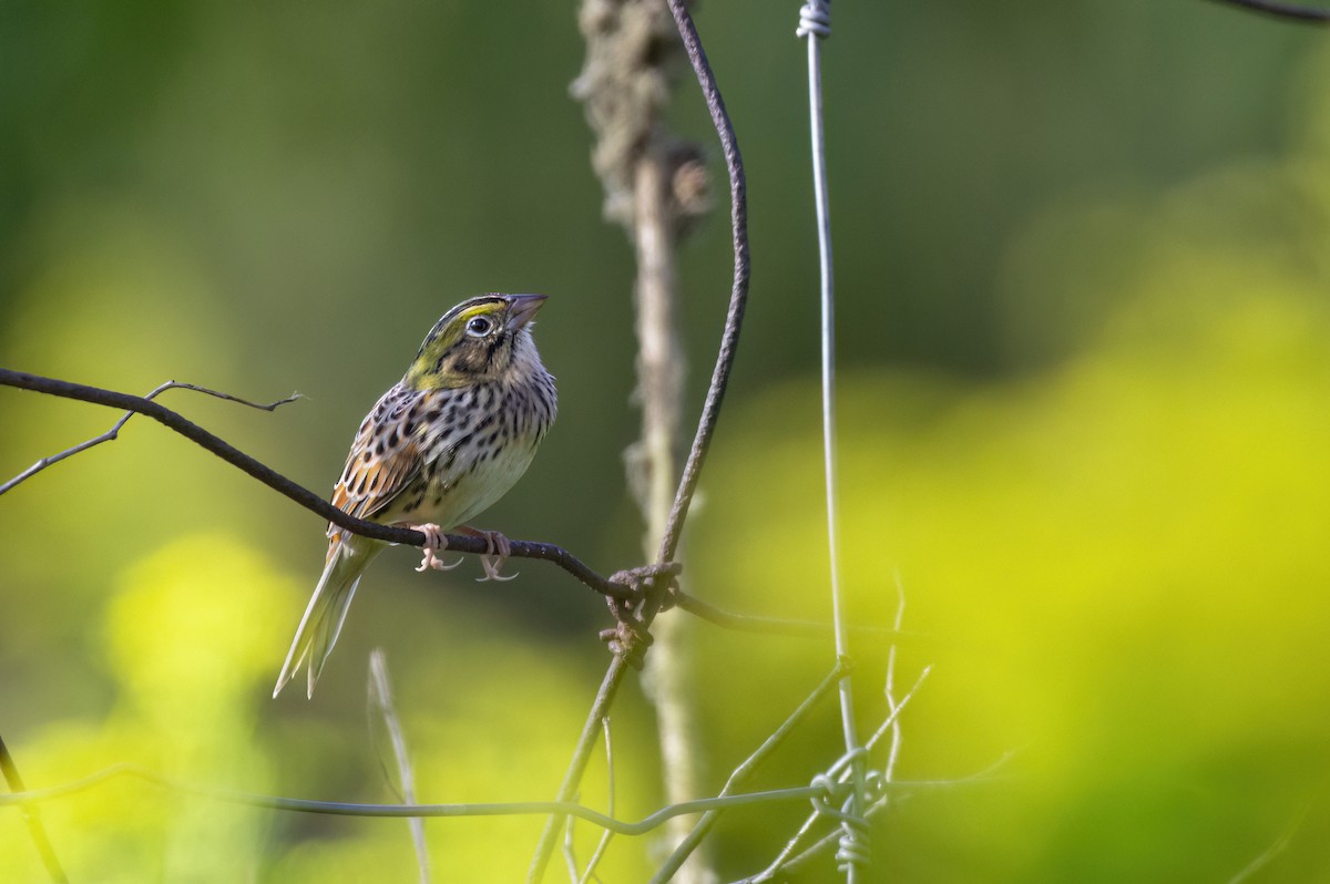 Henslow's Sparrow - Jacob McLaren