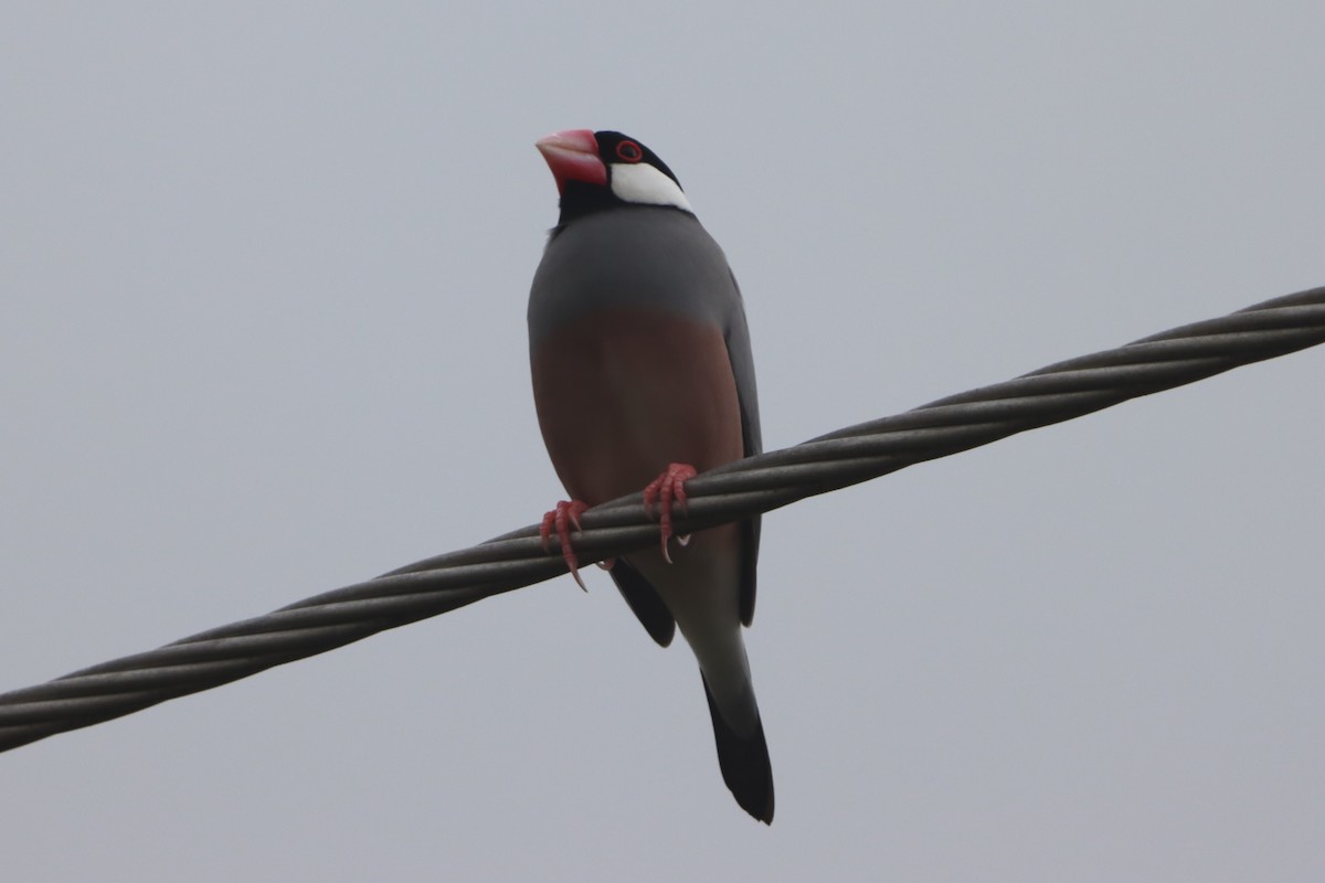 Java Sparrow - ML623656693