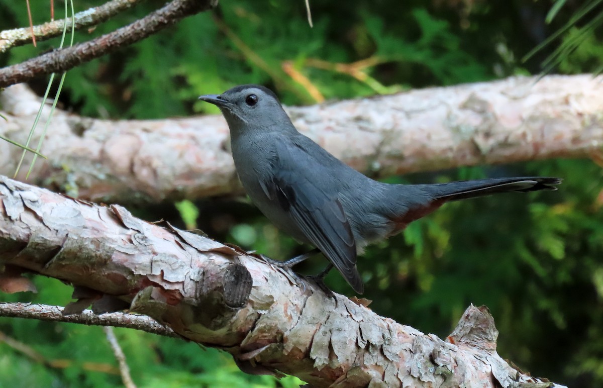 Gray Catbird - ML623656698