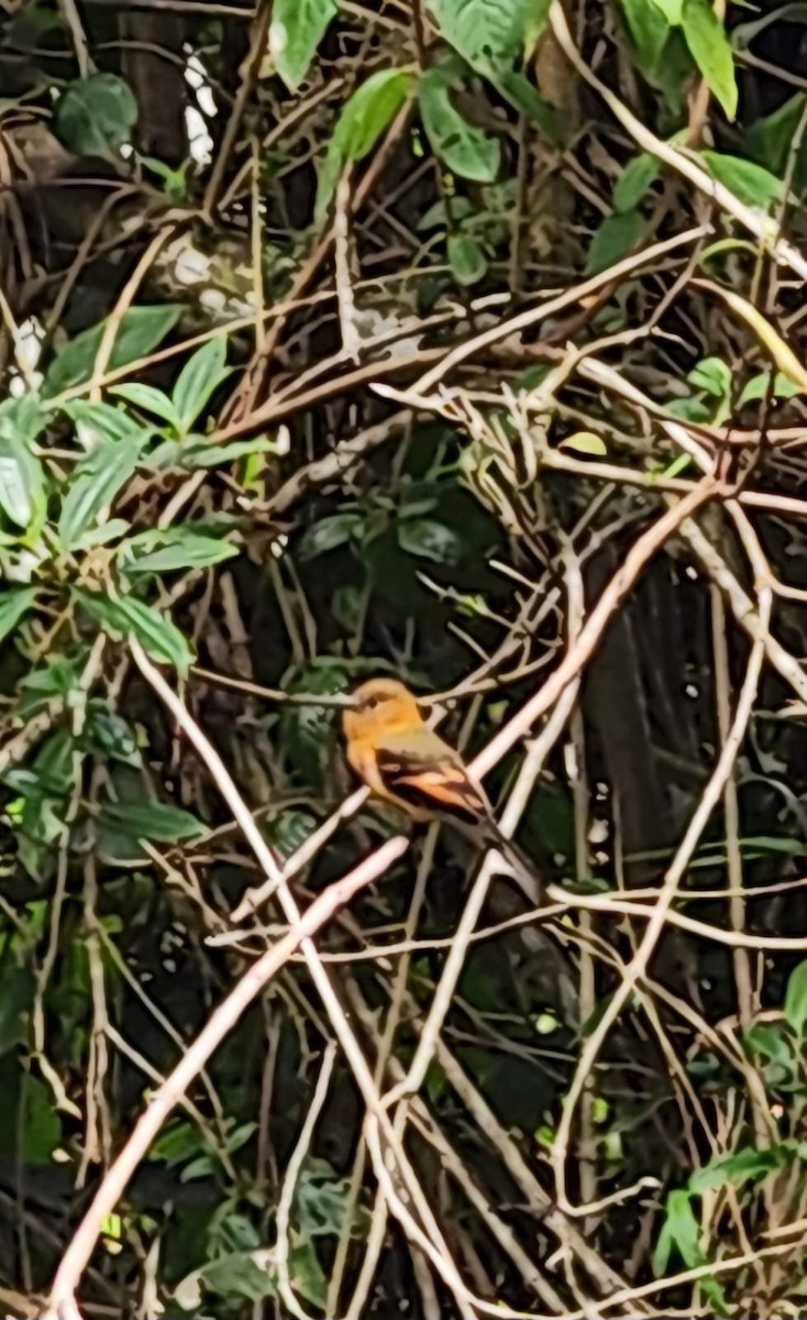 Cinnamon Flycatcher - ML623656705