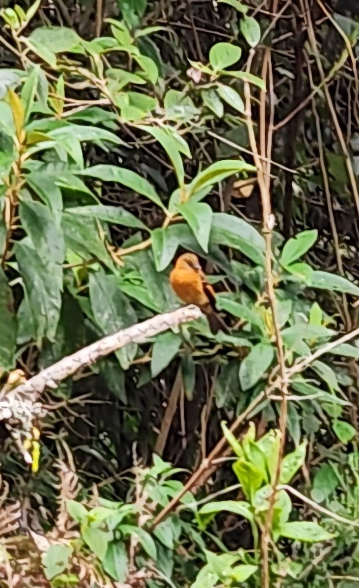 Cinnamon Flycatcher - ML623656706