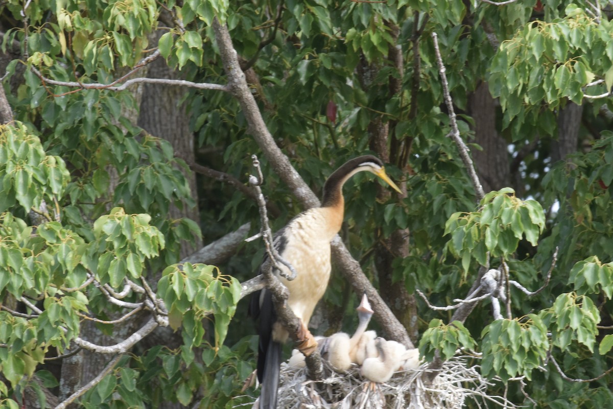 Australasian Darter - ML623656711