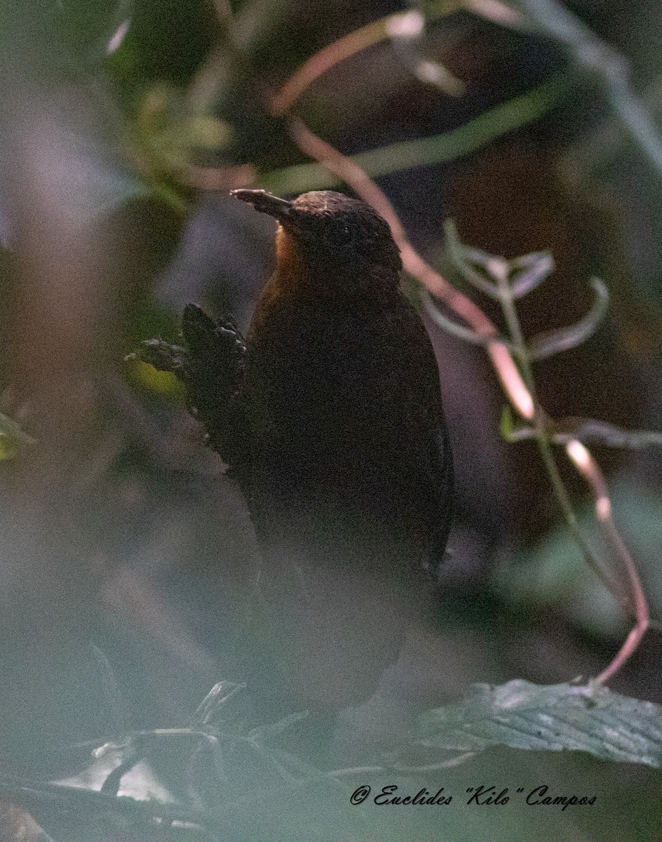 Middle American Leaftosser (Costa Rican) - ML623656720