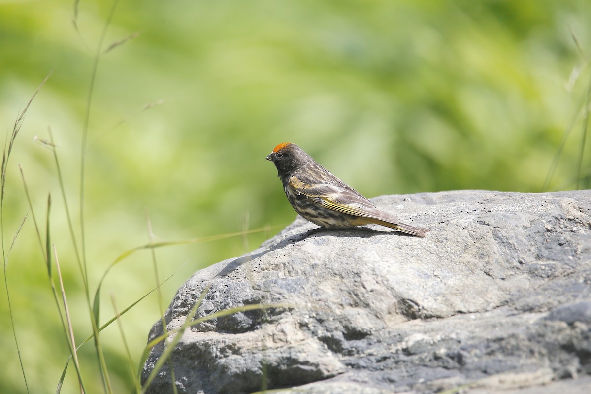 Fire-fronted Serin - ML623656748