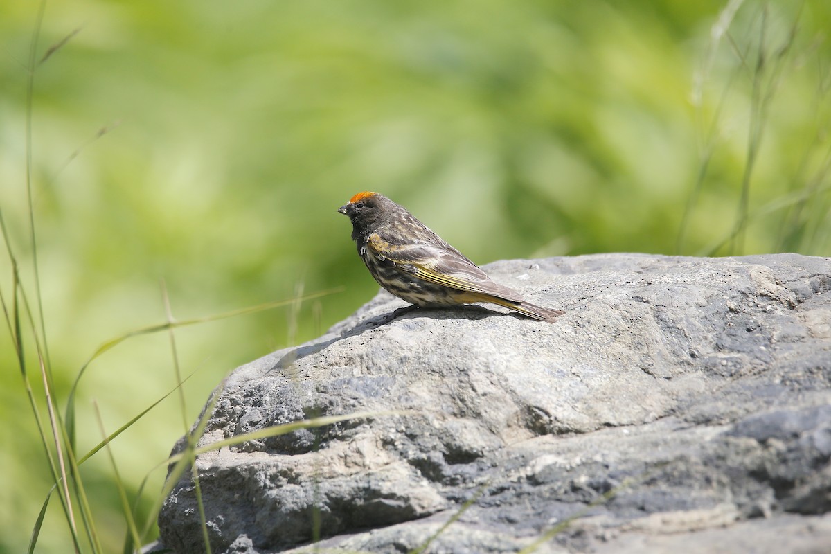 Fire-fronted Serin - ML623656750