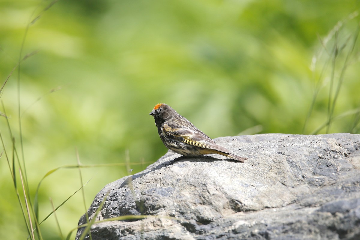 Fire-fronted Serin - ML623656752