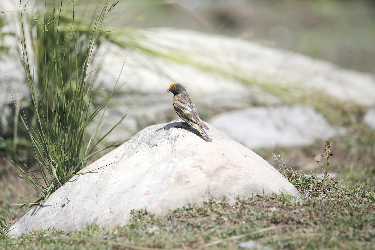 Fire-fronted Serin - ML623656753