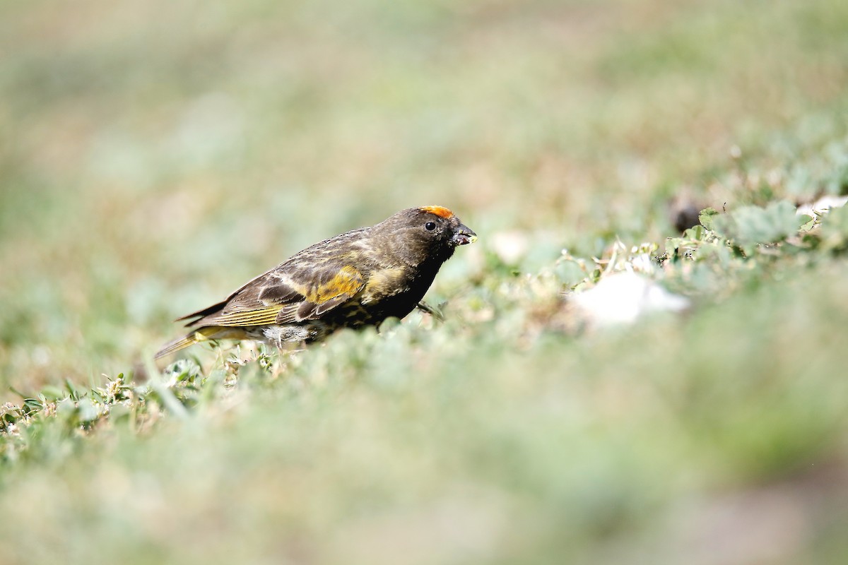 Fire-fronted Serin - Qayoom Sofi