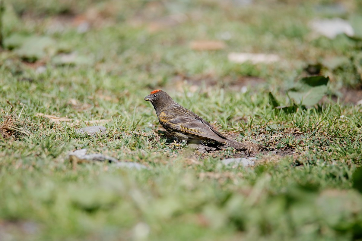 Fire-fronted Serin - ML623656755