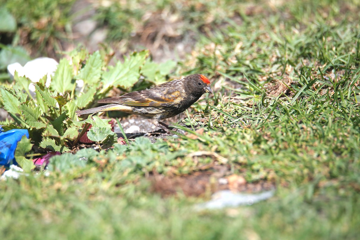 Fire-fronted Serin - ML623656756