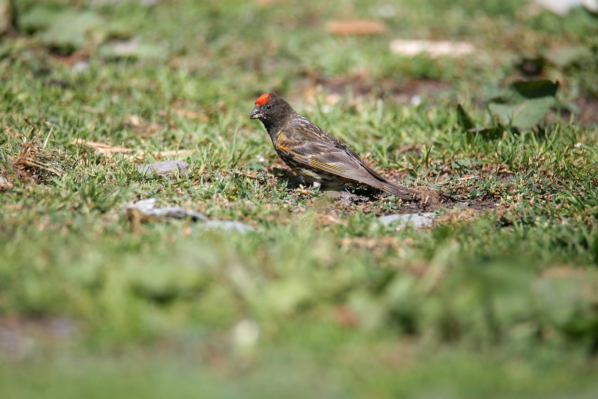 Fire-fronted Serin - ML623656757