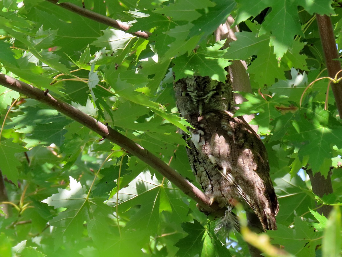 Eastern Screech-Owl - ML623656766