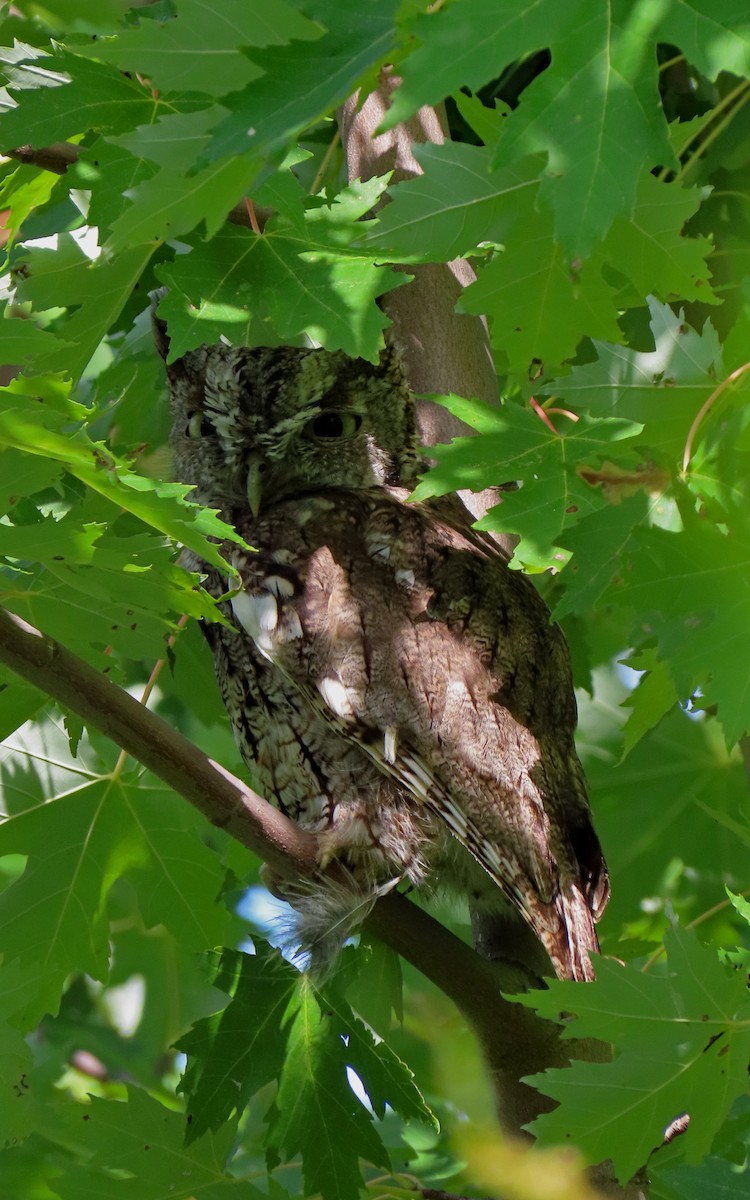 Eastern Screech-Owl - ML623656768