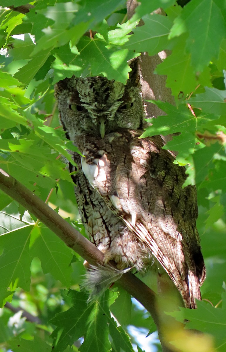 Eastern Screech-Owl - ML623656769