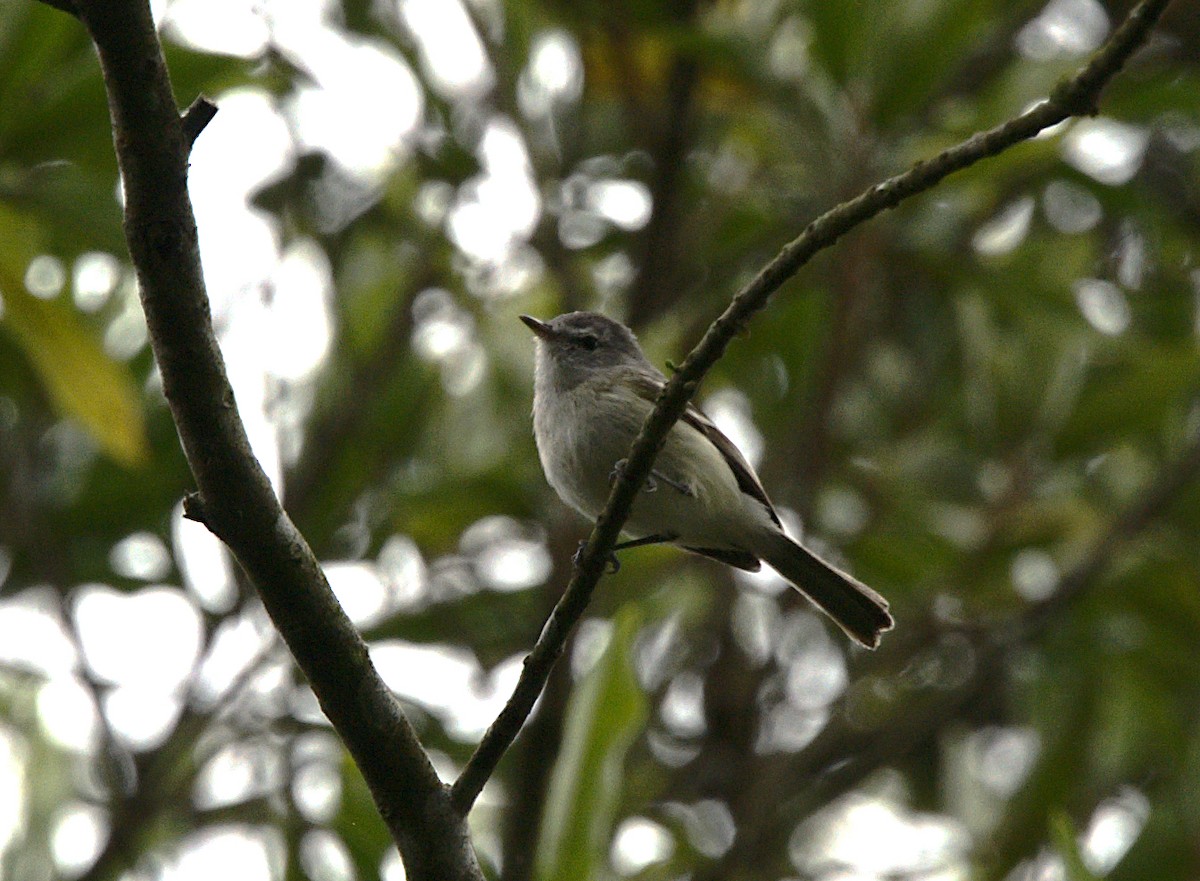 Planalto Tyrannulet - ML623656772