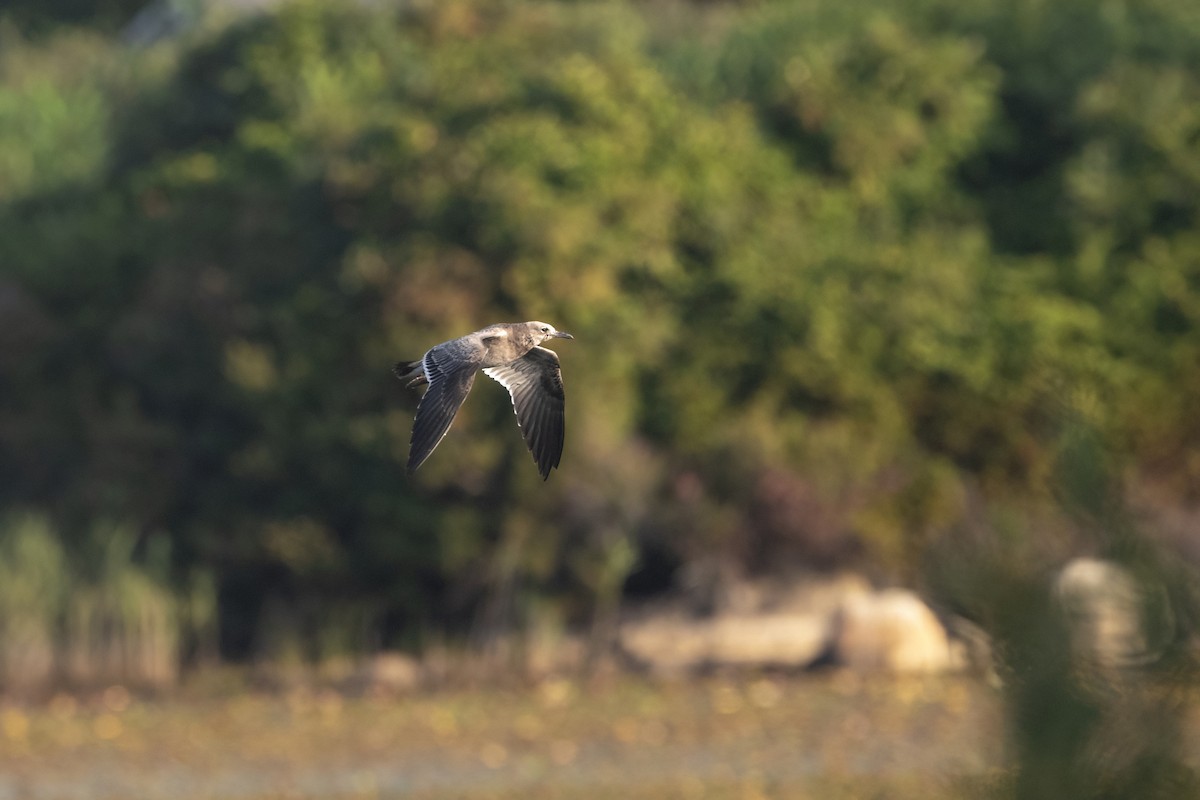 Laughing Gull - ML623656824