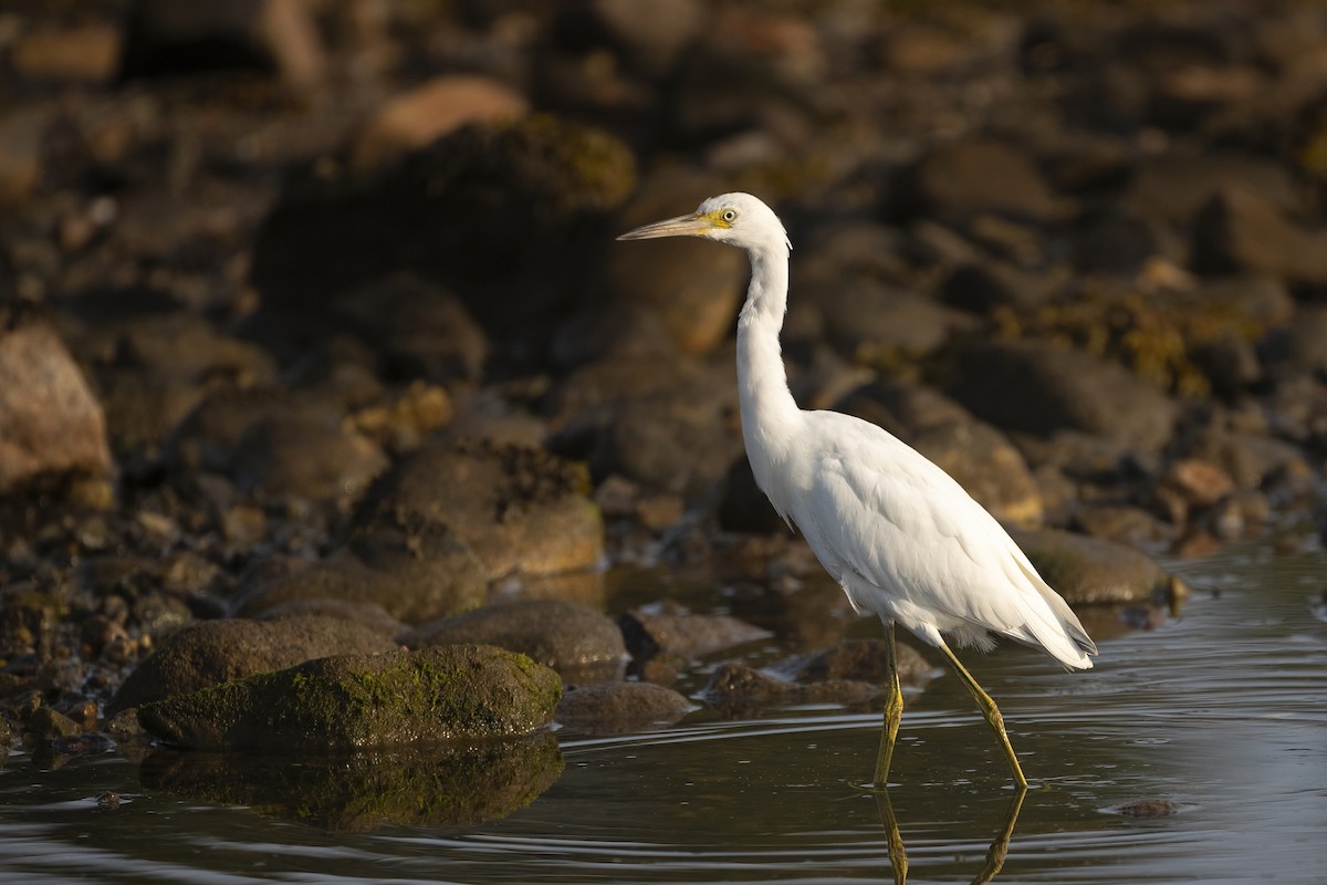 Little Blue Heron - ML623656825