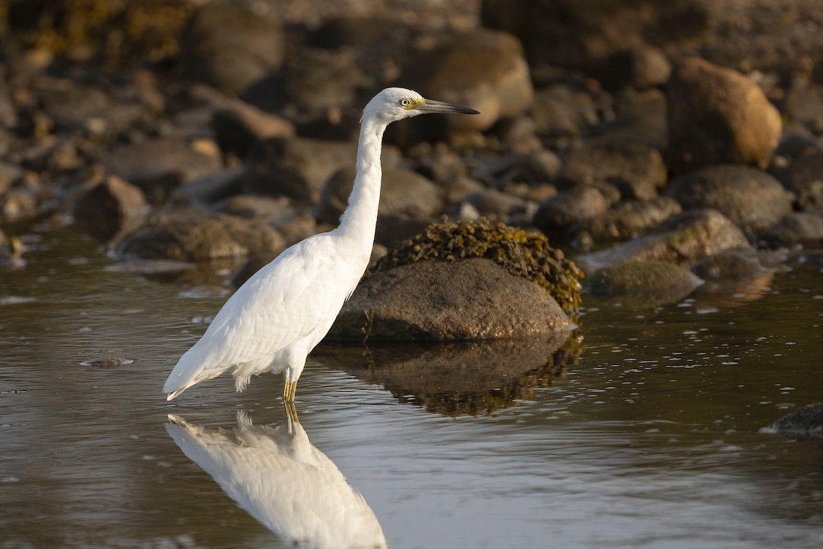 Little Blue Heron - ML623656826