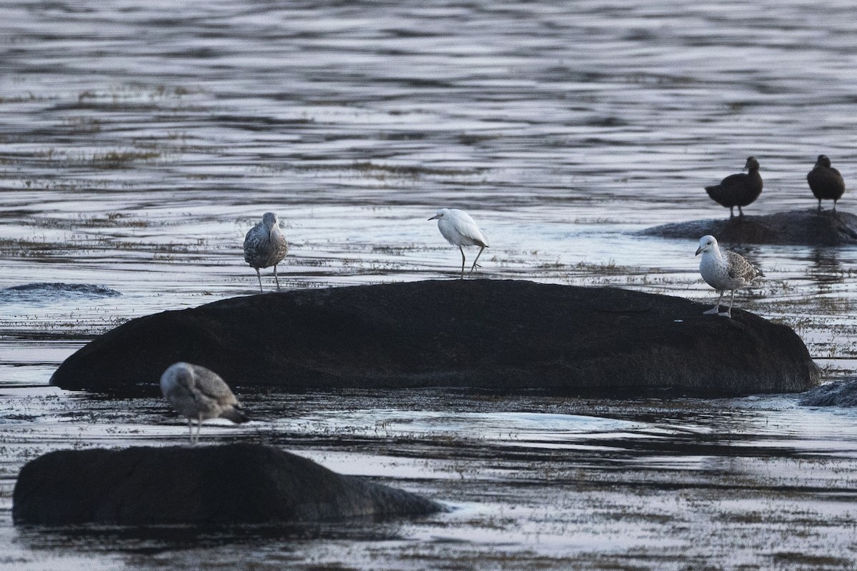 Little Blue Heron - ML623656828