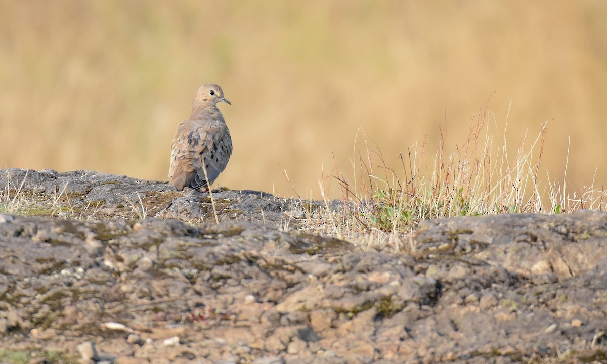 Mourning Dove - ML623656855