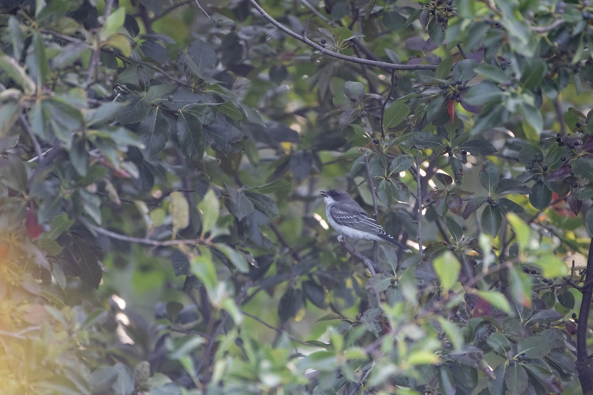 Eastern Kingbird - ML623656875