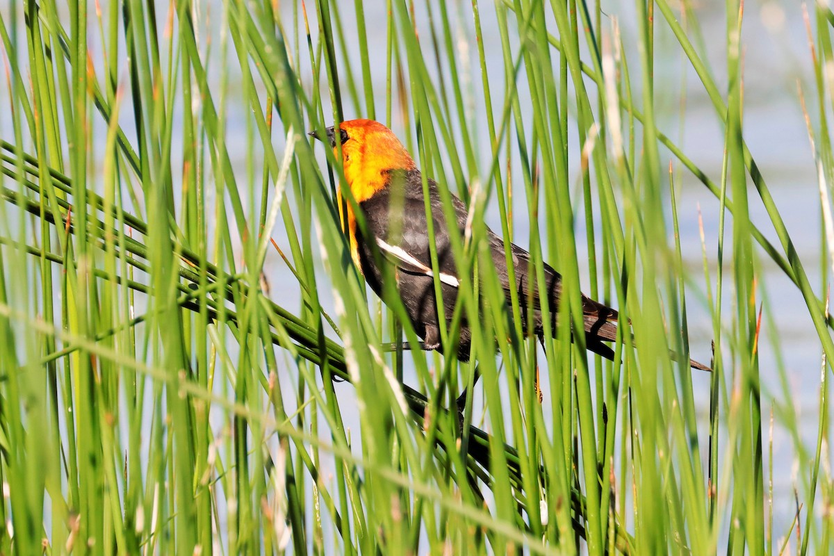 Yellow-headed Blackbird - ML623656890