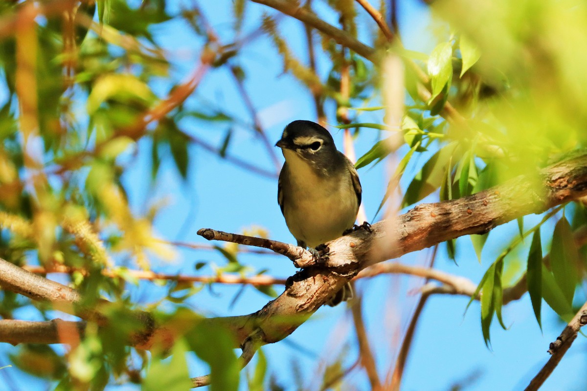 Plumbeous Vireo - ML623656920