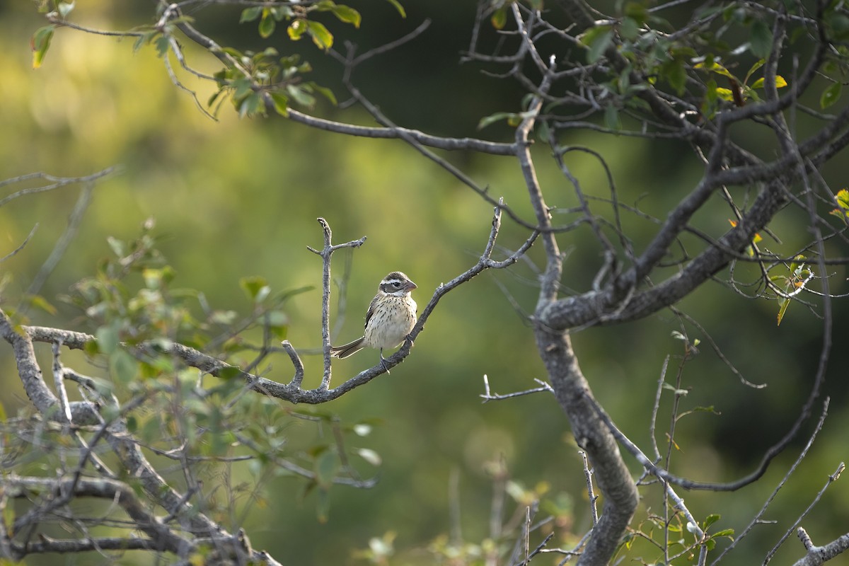 Rose-breasted Grosbeak - Davey Walters