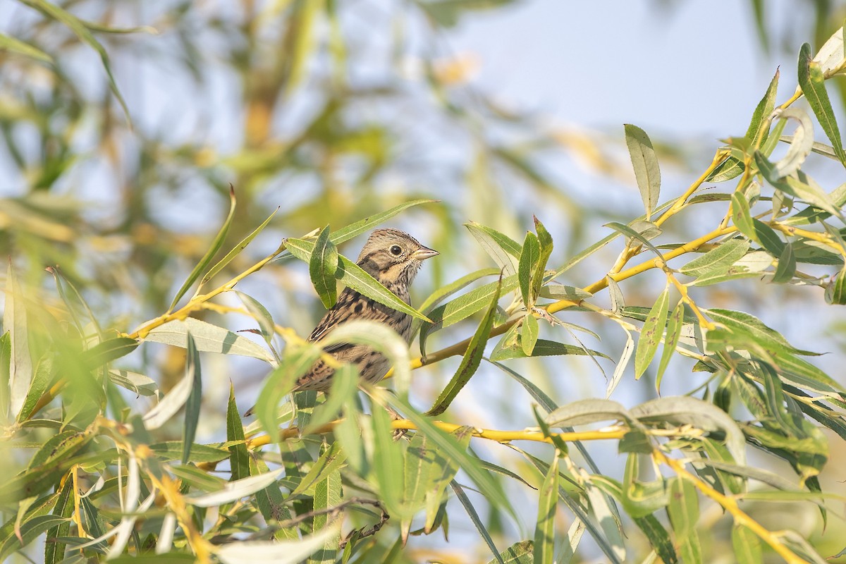 Lincoln's Sparrow - ML623656925